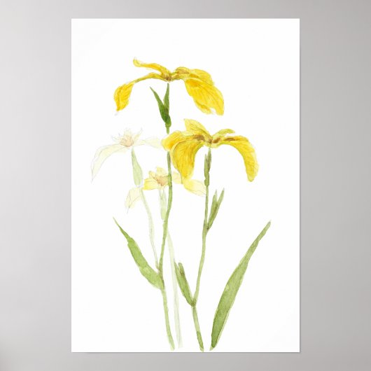 yellow iris  watercolour flowers  poster (Vorne)