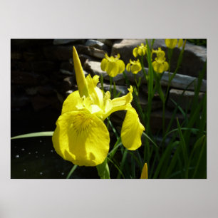 Yellow Irises Bright Spring Floral Poster