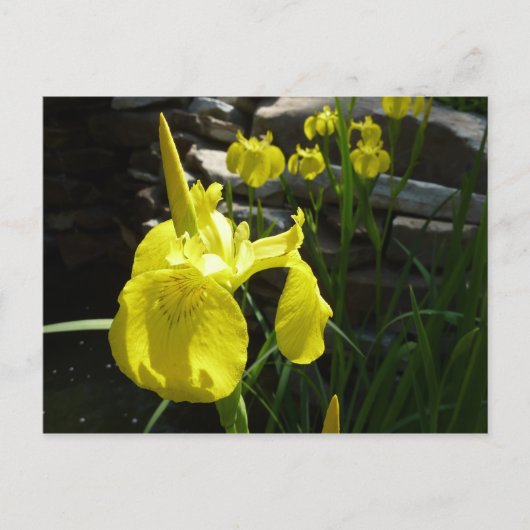 Yellow Irises Bright Spring Floral Postkarte (Vorderseite)
