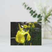 Yellow Irises Bright Spring Floral Postkarte (Stehend Vorderseite)