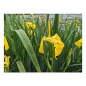 Yellow Irises Fotodruck (Vorne)