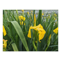 Yellow Irises