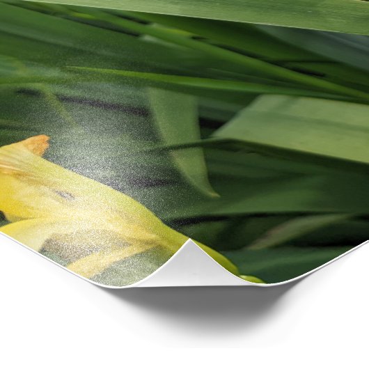 Yellow Irises Fotodruck (Ecke)