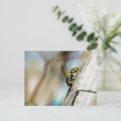 Yellow Jacket Postcard Postkarte (Stehend Vorderseite)