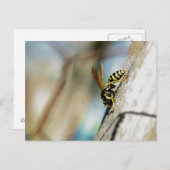 Yellow Jacket Postcard Postkarte (Vorne/Hinten)