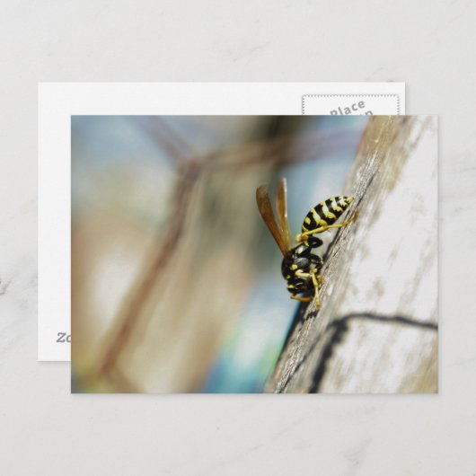 Yellow Jacket Postcard Postkarte (Vorne/Hinten)