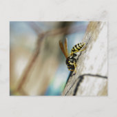 Yellow Jacket Postcard Postkarte (Vorderseite)