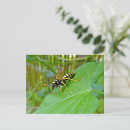 Yellow Jacket Postcard Postkarte (Stehend Vorderseite)