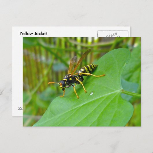 Yellow Jacket Postcard Postkarte (Vorne/Hinten)