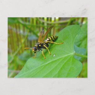 Yellow Jacket Postcard Postkarte