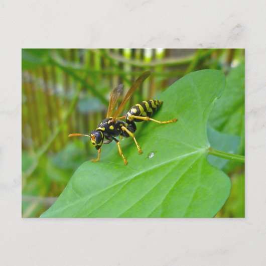 Yellow Jacket Postcard Postkarte (Vorderseite)