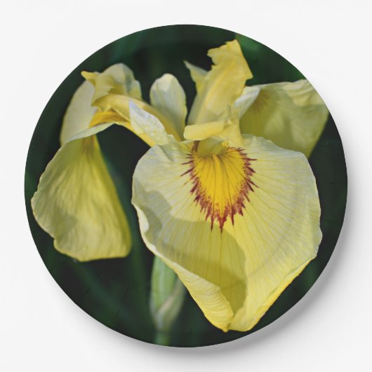 Yellow Japanese Iris Floral Pappteller (Vorderseite)