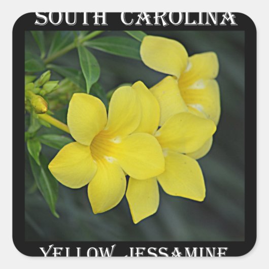 Yellow Jessamin South Carolina Quadratischer Aufkleber (Vorderseite)