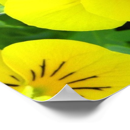 Yellow Johnny Jump Up Poster Print (Ecke)