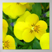 Yellow Johnny Jump Up Poster Print (Vorne)