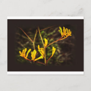 Yellow Kangaroo Paw Blume Postkarte