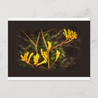 Yellow Kangaroo Paw Blume Postkarte
