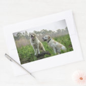 Yellow Lab Gruppe Rechteckiger Aufkleber (Umschlag)