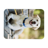 Yellow Labrador Lays On Bench Magnet (Horizontal)