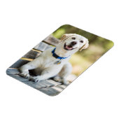 Yellow Labrador Lays On Bench Magnet (Linke Seite)