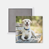 Yellow Labrador Lays On Bench Magnet (Vorderseite/Rückseite)