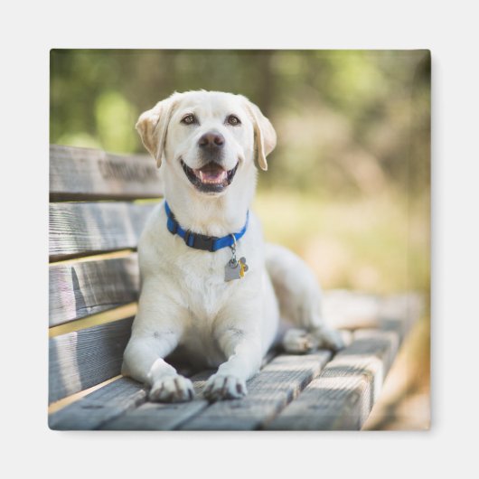 Yellow Labrador Lays On Bench Magnet (Vorne)