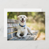 Yellow Labrador Lays On Bench Postkarte (Vorne/Hinten)