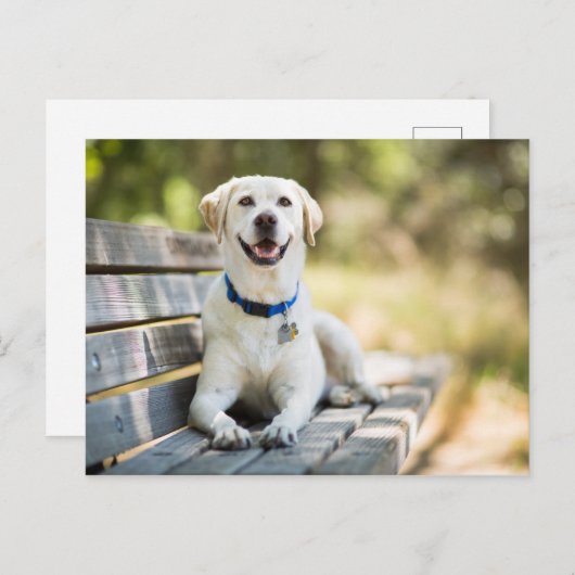 Yellow Labrador Lays On Bench Postkarte (Vorne/Hinten)