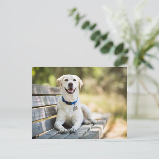 Yellow Labrador Lays On Bench Postkarte (Stehend Vorderseite)