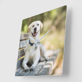 Yellow Labrador Lays On Bench Quadratische Wanduhr (Winkel)
