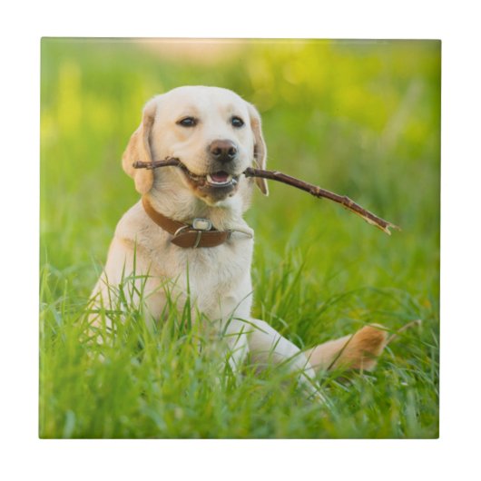 Yellow Labrador Plays mit Stick Fliese (Vorderseite)