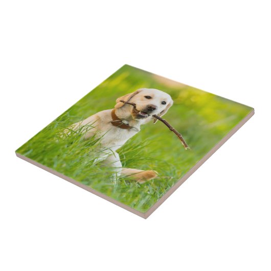 Yellow Labrador Plays mit Stick Fliese (Seite)