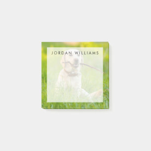 Yellow Labrador Plays mit Stick Post-it Klebezettel