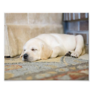 Yellow Labrador Puppy Fotografie Print