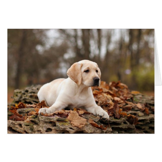 Yellow Labrador Puppy im Herbst (Vorderseite (Horizontal))