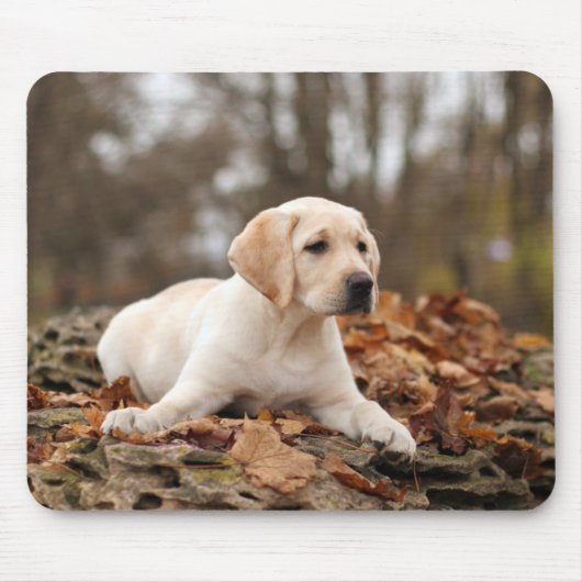 Yellow Labrador Puppy im Herbst Mousepad (Vorne)