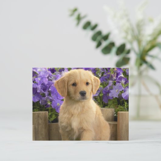 Yellow Labrador Puppy Postkarte (Stehend Vorderseite)