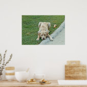 Yellow Labrador Puppy Pouster Poster (Küche)