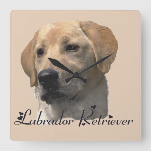 Yellow Labrador Retriever Art Geschenke Quadratische Wanduhr (Vorderseite)