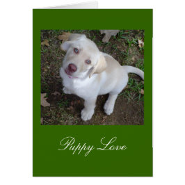 Yellow Labrador Retriever für Welpe Liebe