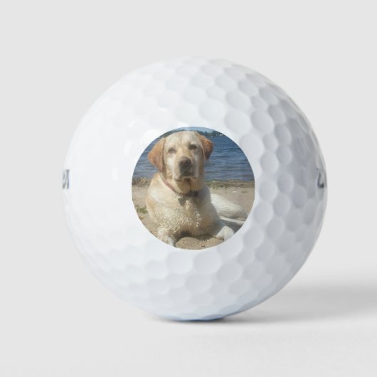 Yellow Labrador Retriever Golfball (Vorderseite)