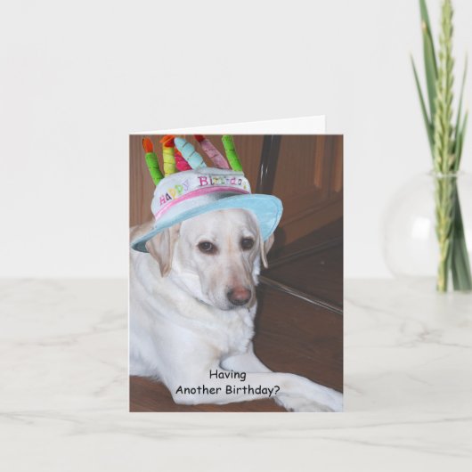 Yellow Labrador Retriever in Birthday Hat Karte (Vorderseite)