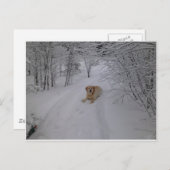 Yellow Labrador Retriever Leinen im Fresh Winter S Postkarte (Vorne/Hinten)