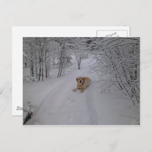 Yellow Labrador Retriever Leinen im Fresh Winter S Postkarte (Vorne/Hinten)
