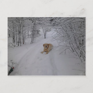 Yellow Labrador Retriever Leinen im Fresh Winter S Postkarte