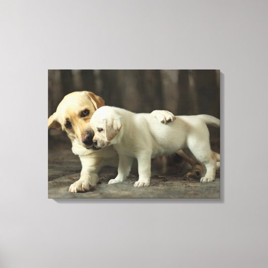 Yellow Labrador Retriever Leinwanddruck (Vorderseite)