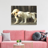 Yellow Labrador Retriever Leinwanddruck (Insitu (Wohnzimmer))