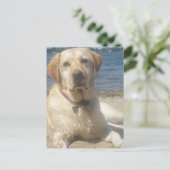 Yellow Labrador Retriever Postcard Postkarte (Stehend Vorderseite)