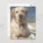 Yellow Labrador Retriever Postcard Postkarte (Vorne/Hinten)