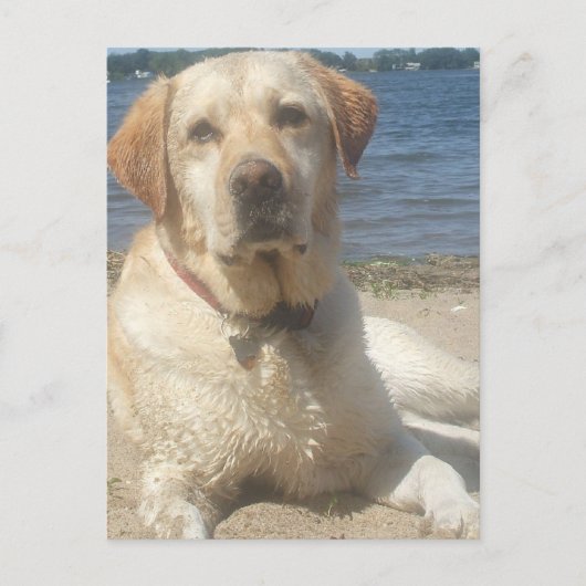 Yellow Labrador Retriever Postcard Postkarte (Vorderseite)